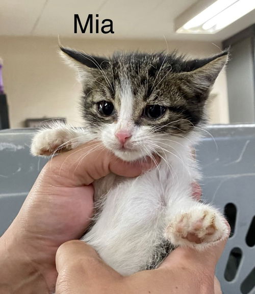 Mia