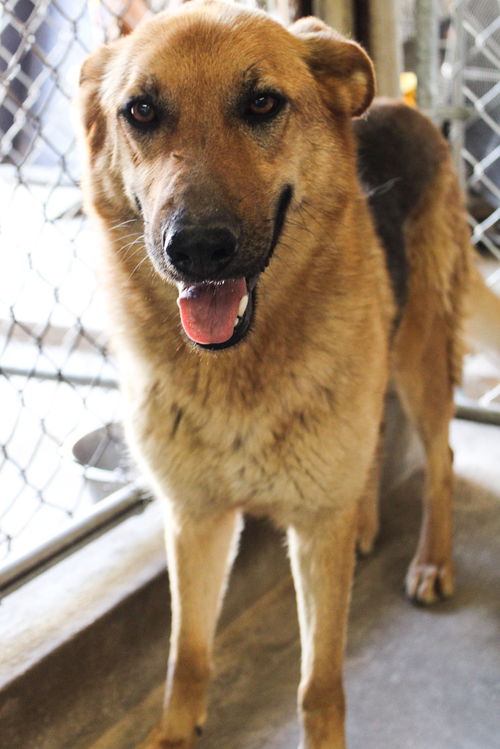 Ziva