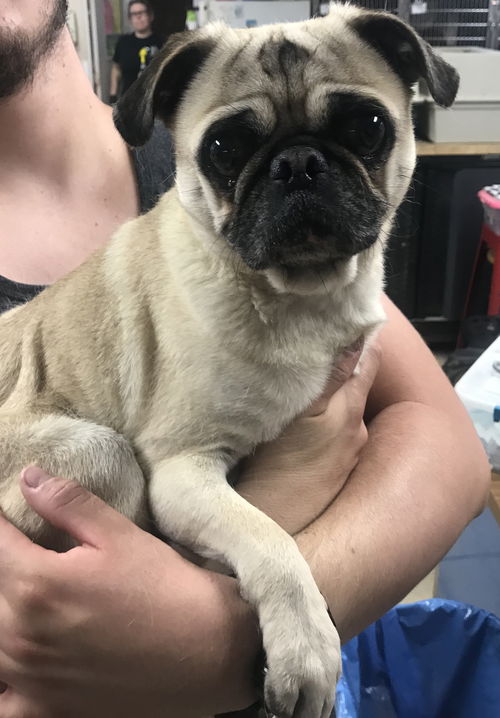 Oscar