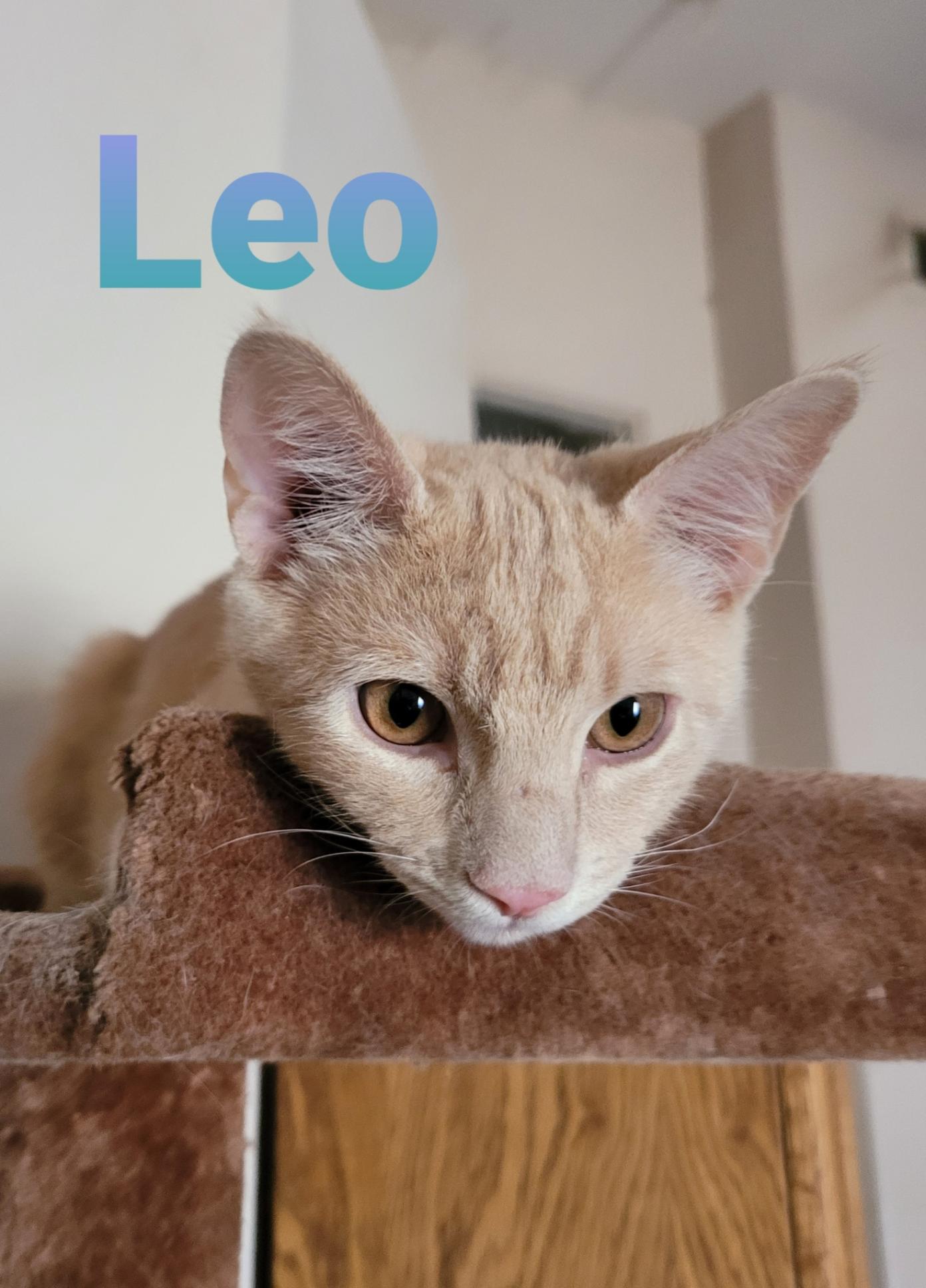 adoptable Cat in El Centro, CA named Leo