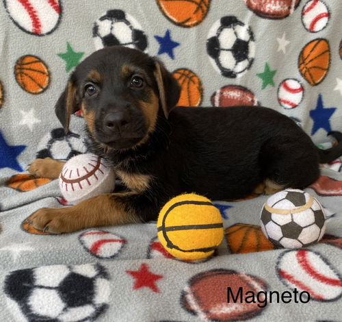 Magneto