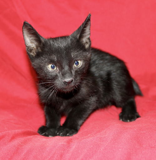 Milo