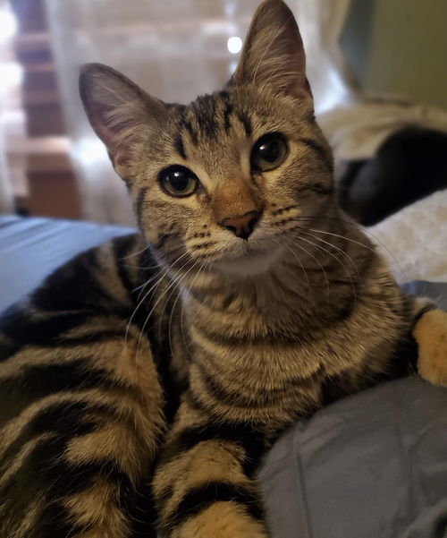 Manx