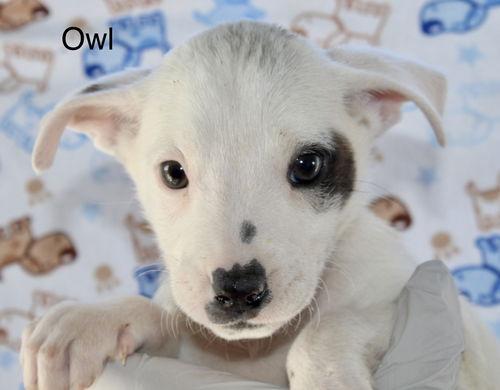 Owl