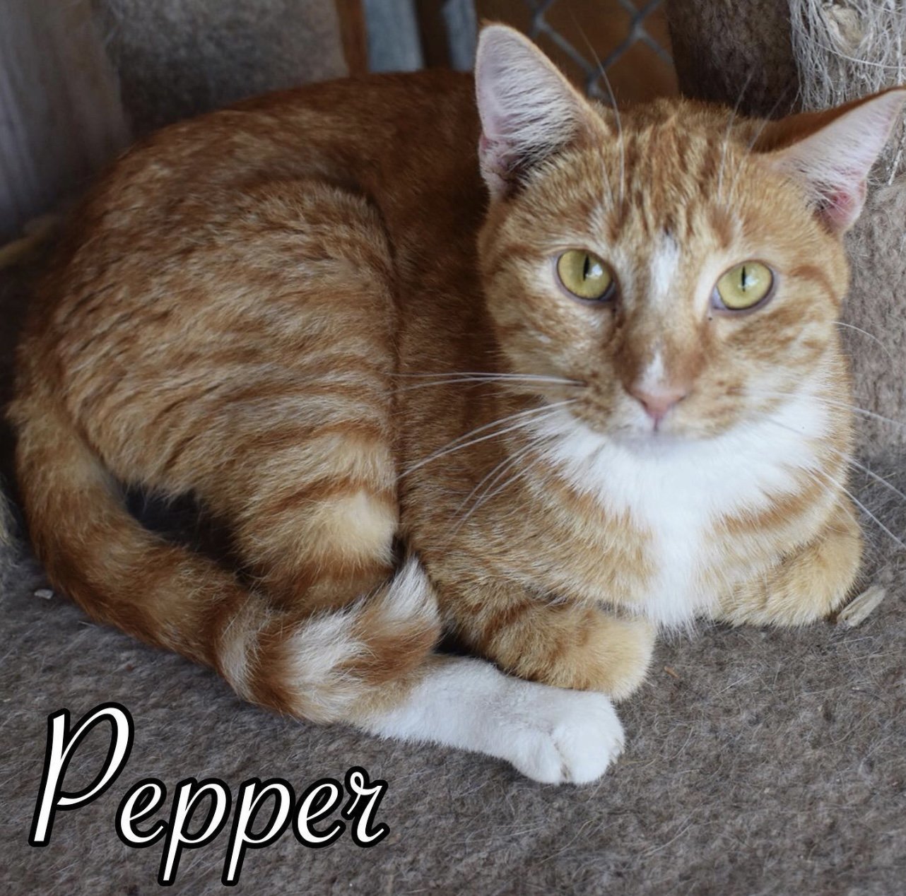 adoptable Cat in El Centro, CA named Pepper