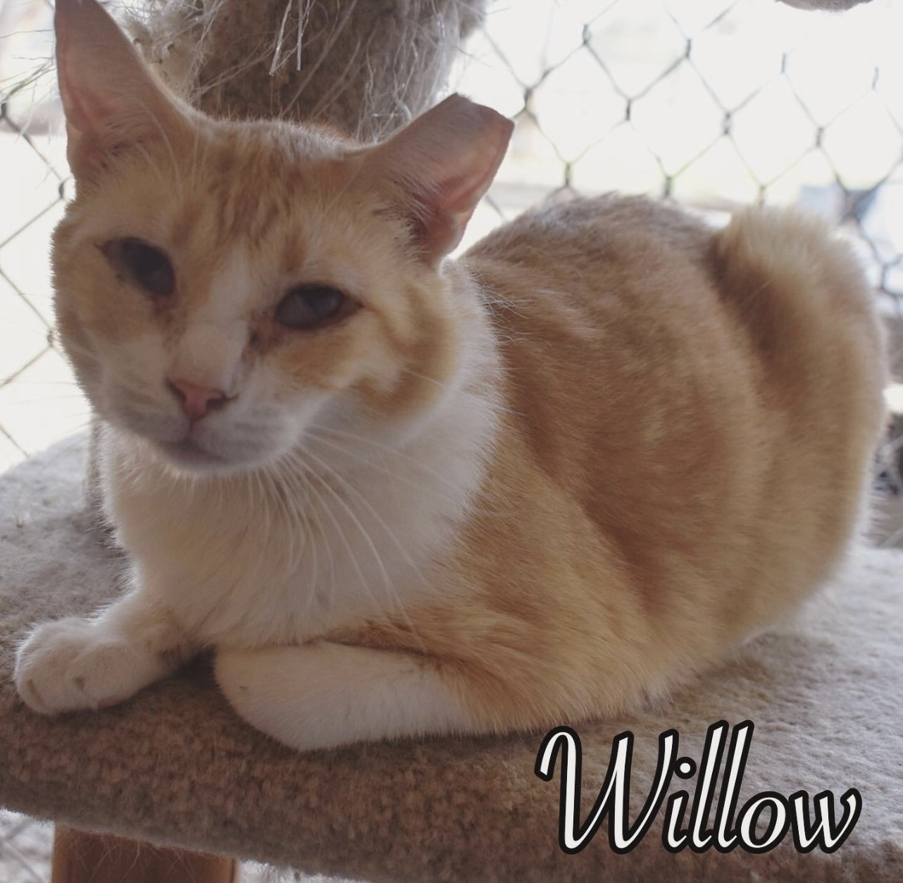 adoptable Cat in El Centro, CA named Willow