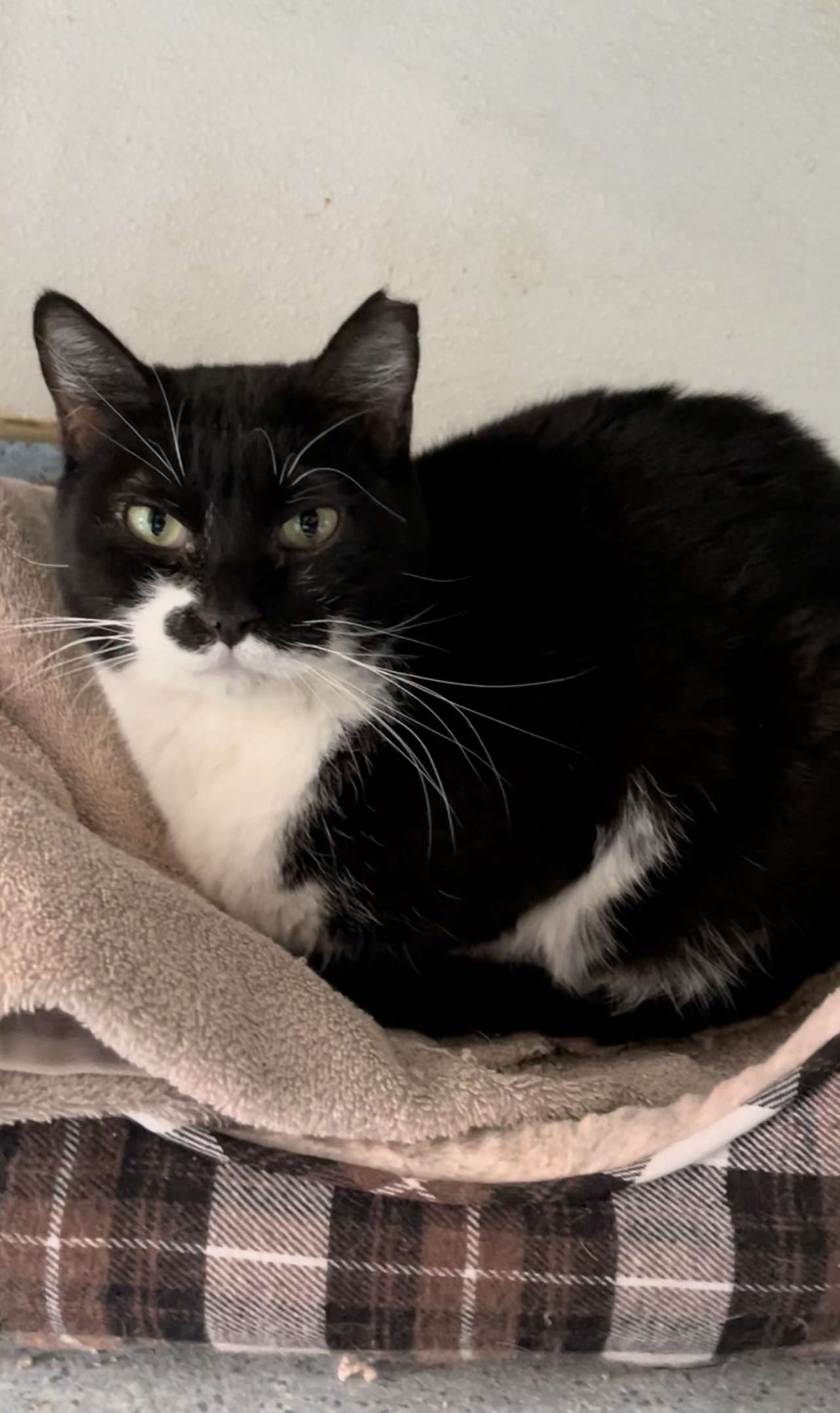 adoptable Cat in El Centro, CA named Oscar