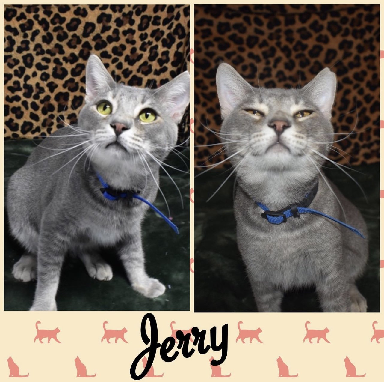 adoptable Cat in El Centro, CA named Jerry