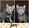 adoptable Cat in  named Jerry