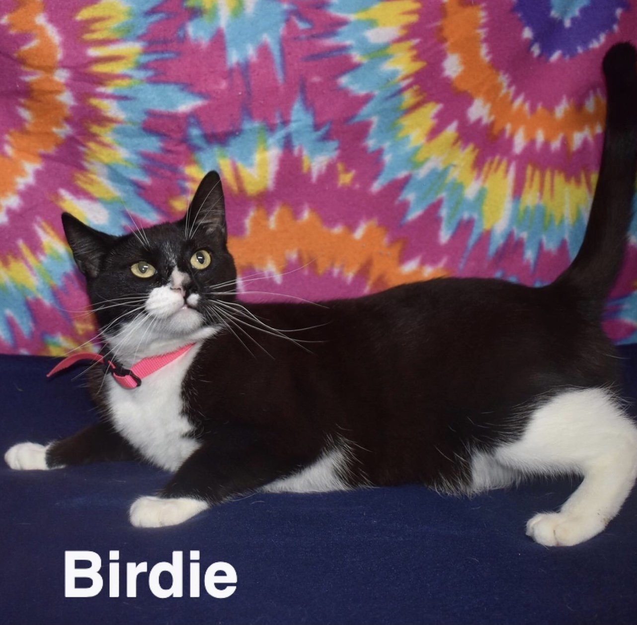 adoptable Cat in El Centro, CA named Birdie
