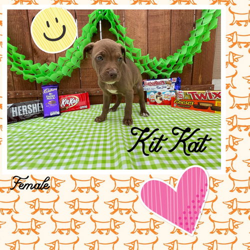 Kit Kat