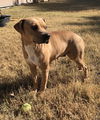 Scout