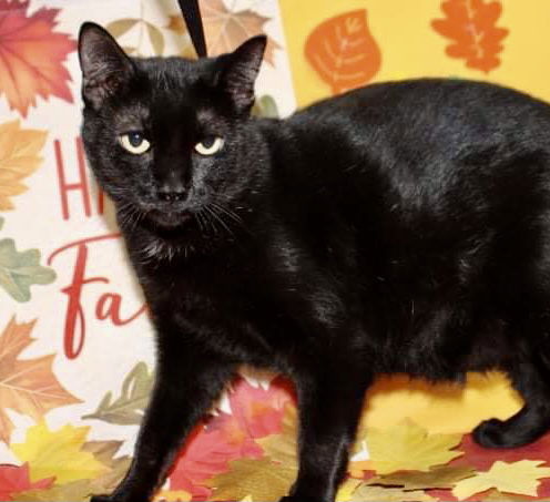 Panther
