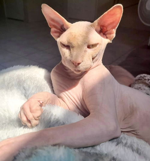 Sebastian
