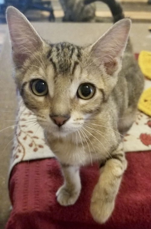 Nutmeg