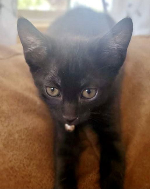 adoptable Cat in El Centro, CA named Baloo