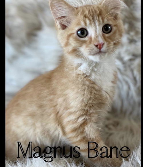 Magnus Bane