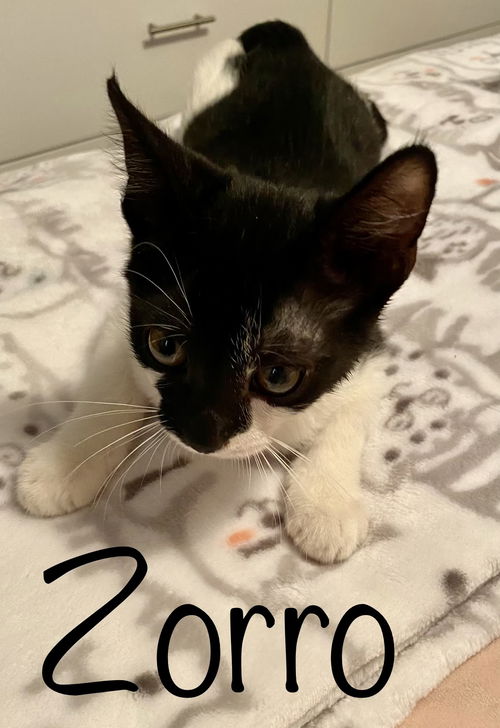 Zorro