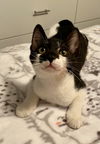 Zorro