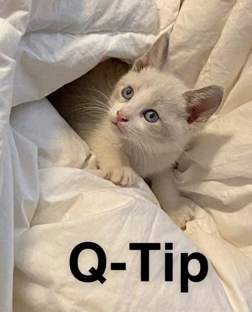 Q-Tip