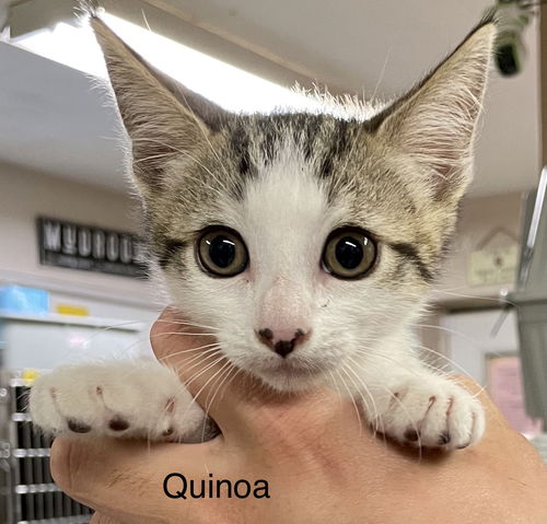 Quinoa