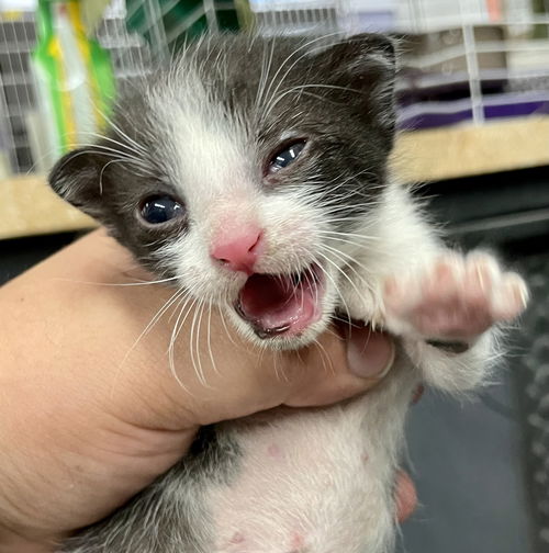 Oreo