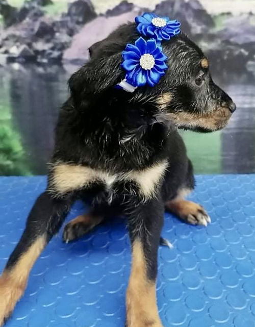 Mimi