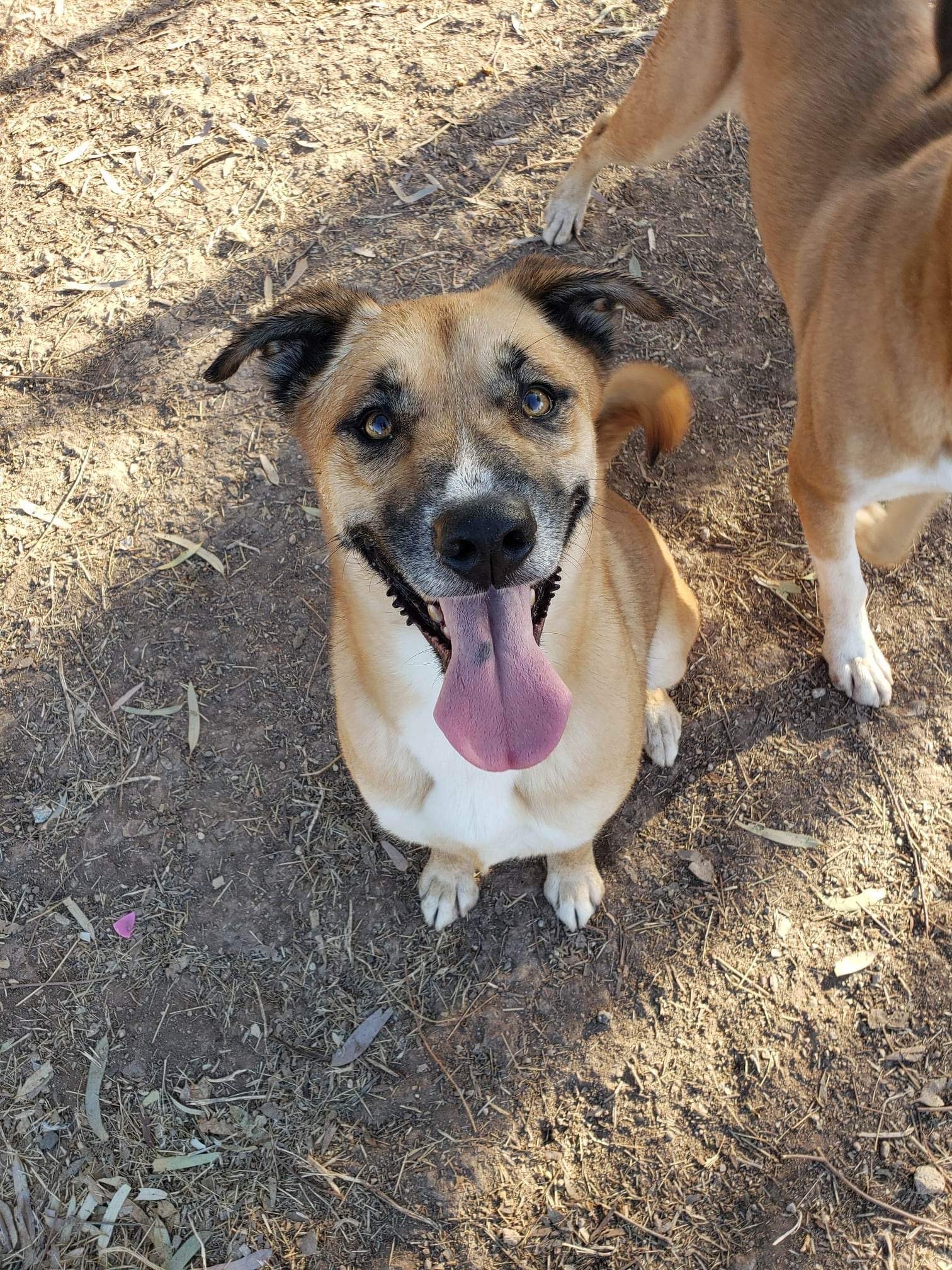 adoptable Dog in El Centro, CA named Chloe