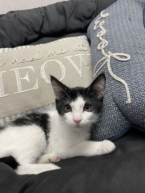 Oreo