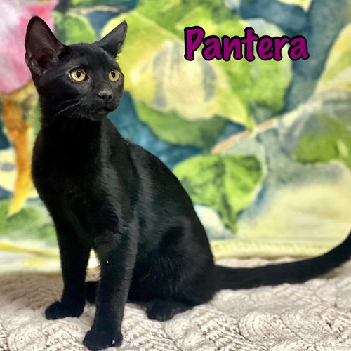 Pantera