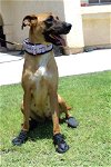adoptable Dog in el centro, CA named Brownie