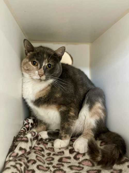 picture of the cat needing adoption