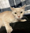 adoptable Cat in El Centro, CA named Macaroon