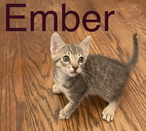 Ember