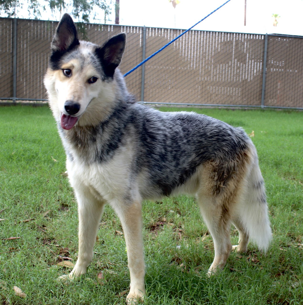 adoptable Dog in El Centro, CA named Trey