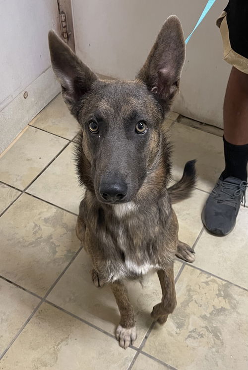 Maverick (PET)