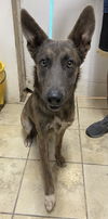 Maverick (PET)