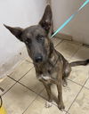Maverick (PET)