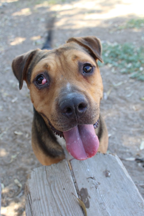 CACTUS JACK - Pit Bull Terrier / Shepherd available for adoption