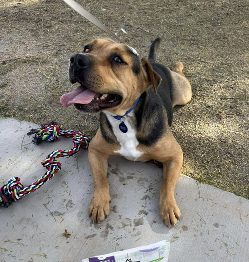 CACTUS JACK - Pit Bull Terrier / Shepherd available for adoption