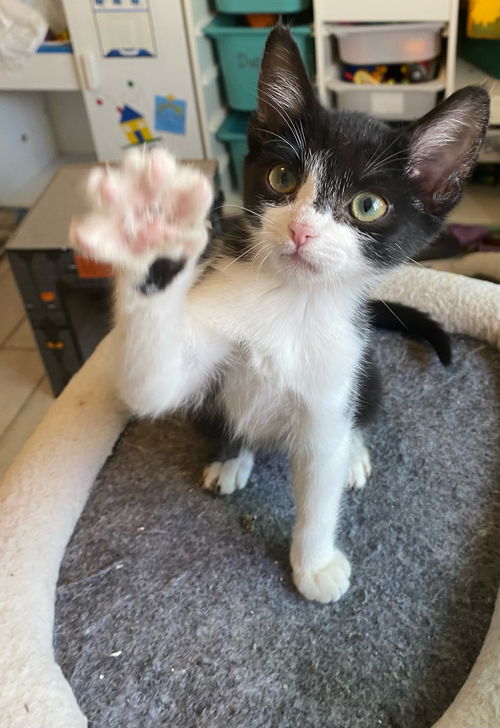 Oreo
