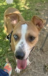 Rascal - Photo 3