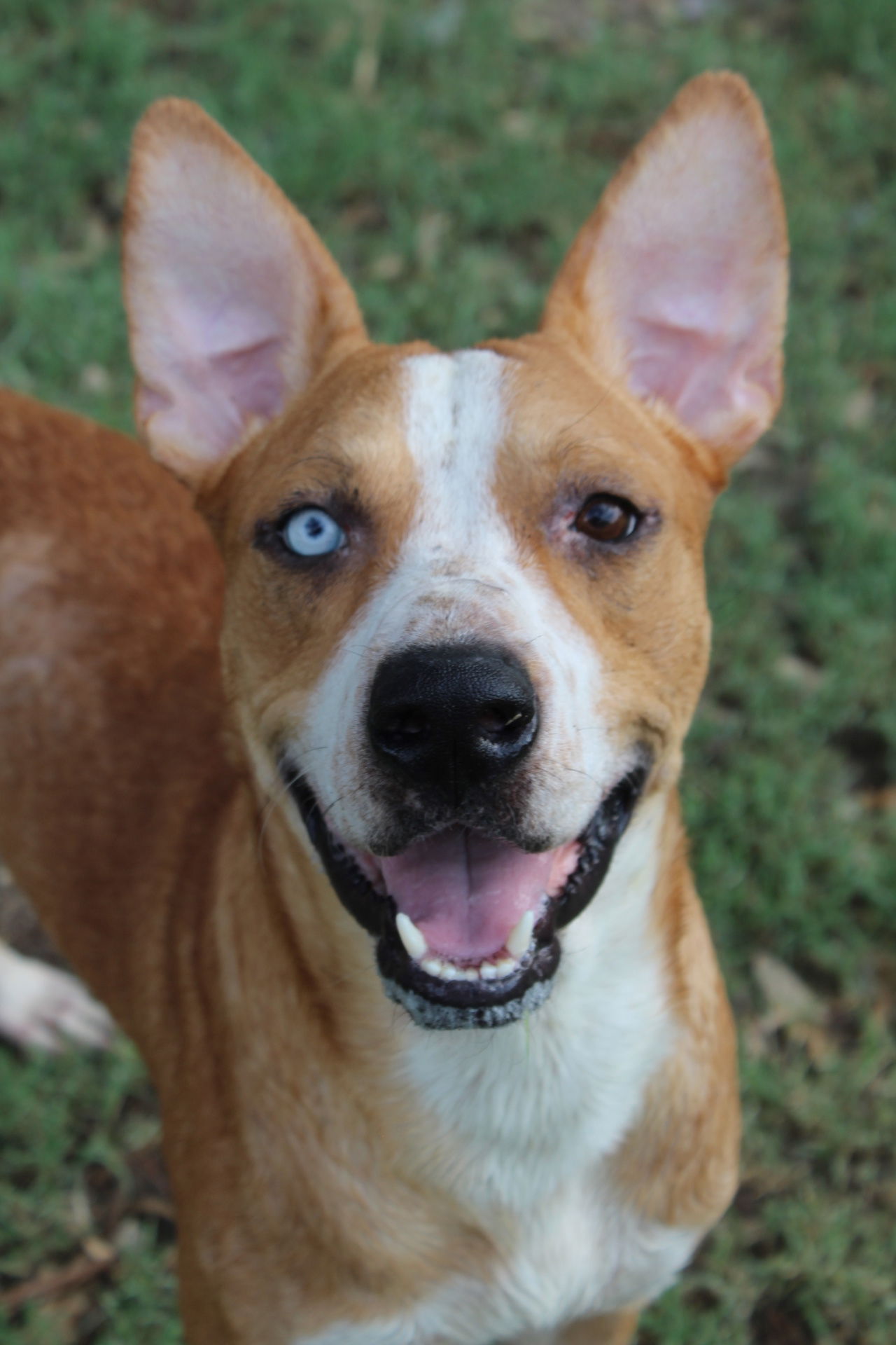 adoptable Dog in El Centro, CA named Rascal