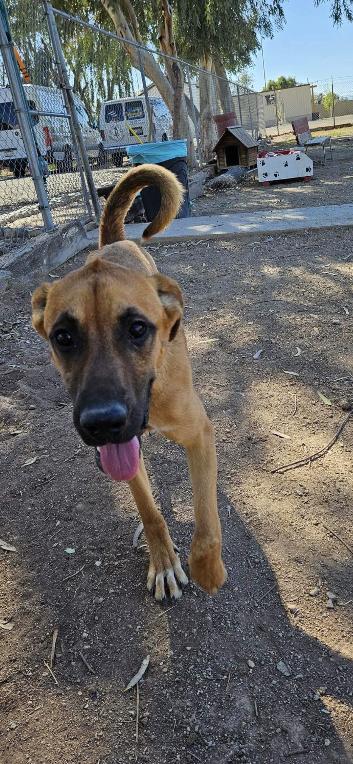 adoptable Dog in El Centro, CA named Blitz