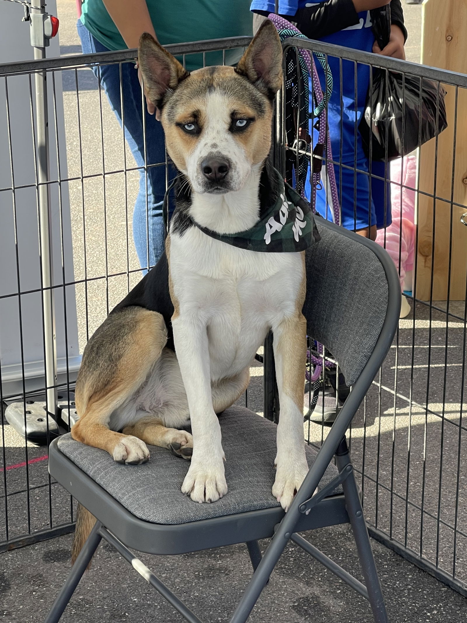 adoptable Dog in El Centro, CA named Sheriff