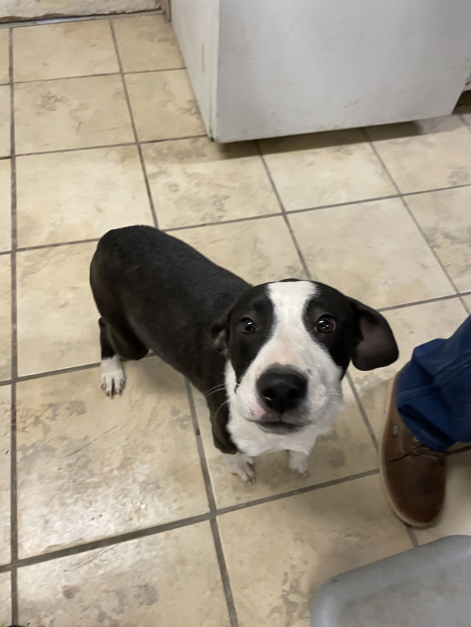 adoptable Dog in El Centro, CA named Zailor