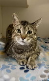 Raccoon - Photo 1