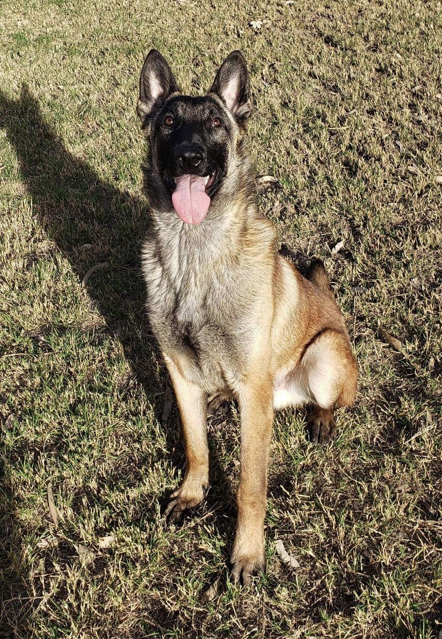 adoptable Dog in El Centro, CA named Parker