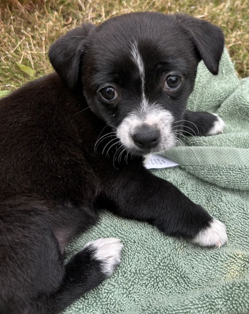 Kylo