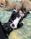 Kylo